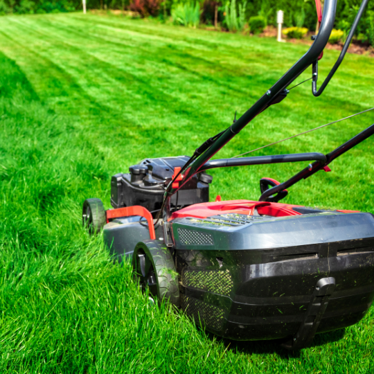 Beautiful lush green lawn maintained by Greensprout in Edmonton